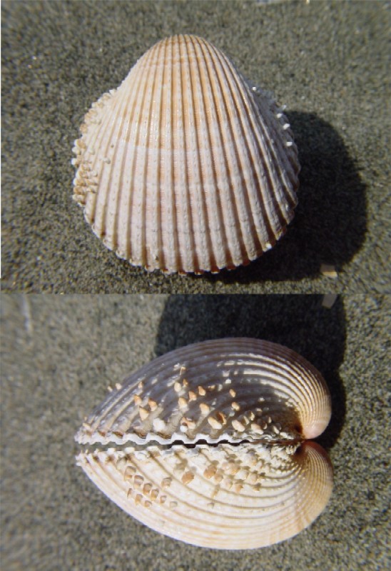 Acanthocardia spinosa